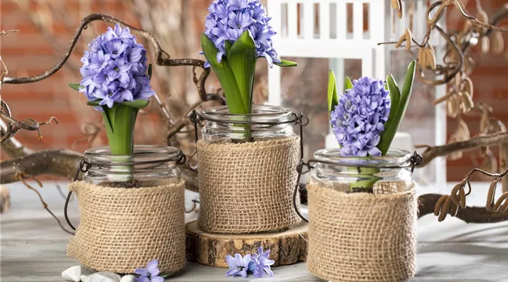 Blumenzwiebeln im Haus – Frühling im Wohnzimmer