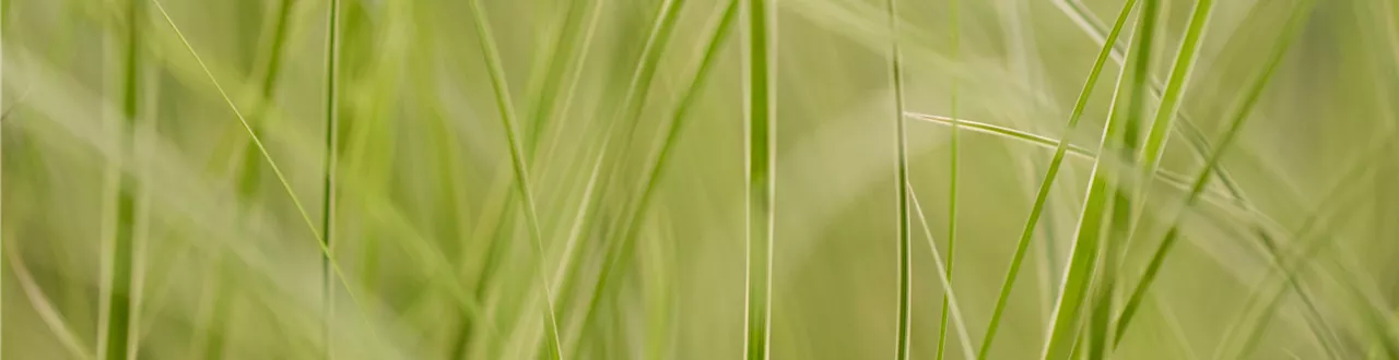 Auf die Feinheiten kommt es an: wie Gräser den Garten aufwerten