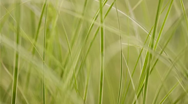 Auf die Feinheiten kommt es an: wie Gräser den Garten aufwerten