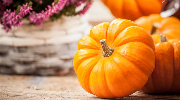 Der Nutzgarten: Selbstbedienung im eigenen Beet
