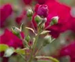 Bodendeckerrose
