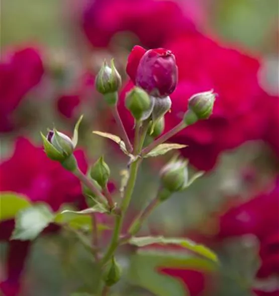 Bodendeckerrose
