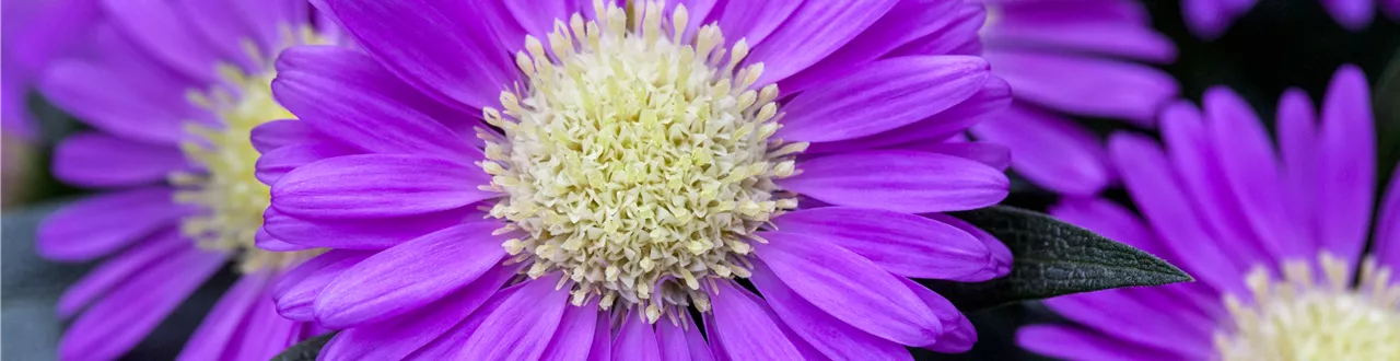 Astern – Die Stars in Ihrem Garten