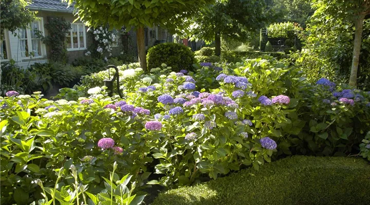 Bäume und Sträucher im Frühjahr – es müssen nicht immer Blumen sein