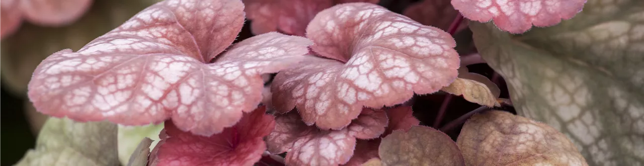 Das Purpurglöckchen – eine Kämpfernatur im Staudenbeet