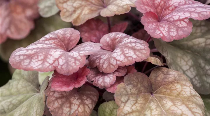 Das Purpurglöckchen – eine Kämpfernatur im Staudenbeet