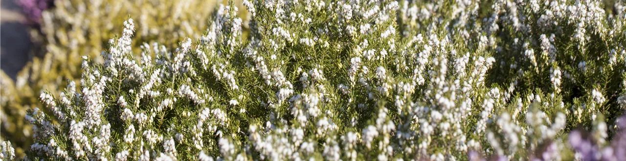 Der Heidegarten: Erholung und Idylle für Zuhause