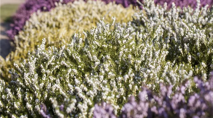 Der Heidegarten: Erholung und Idylle für Zuhause