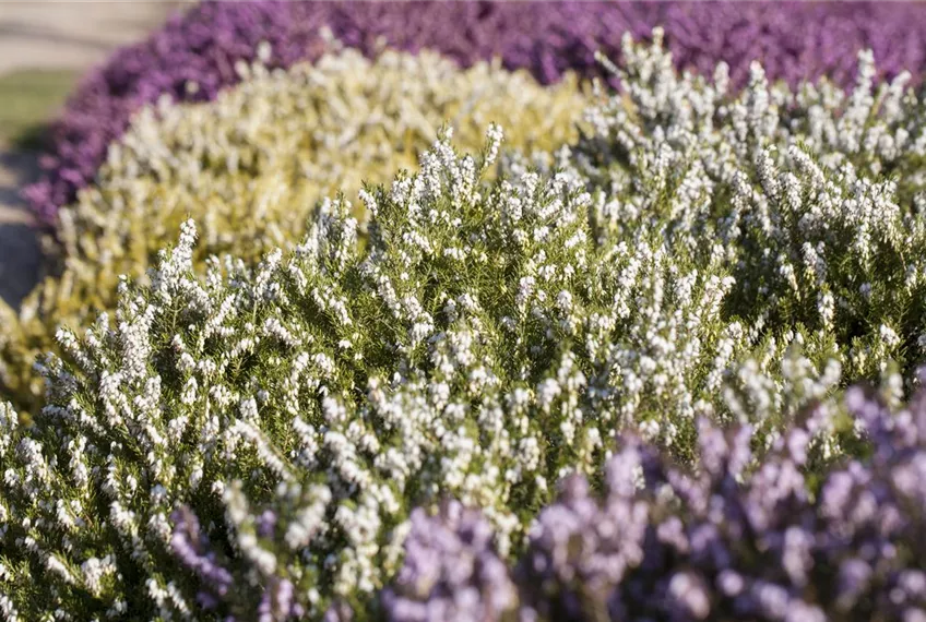 Der Heidegarten: Erholung und Idylle für Zuhause