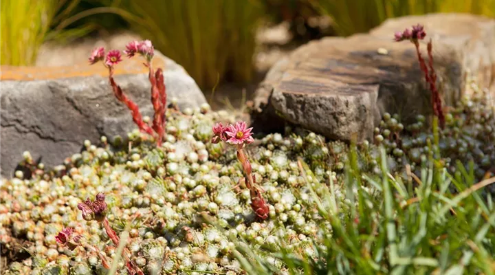 Der Steingarten – kleine Gebirge und Überlebenskünstler