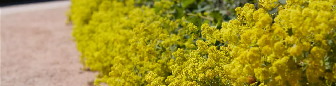 Blackbox-Gardening – die kreative Idee mit den großen Überraschungseffekten