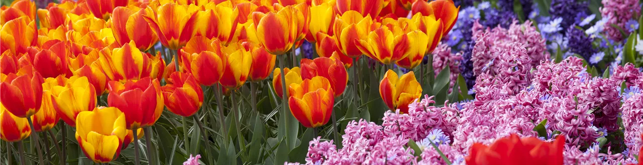 Bunter Frühling mit Blumenzwiebel und Co. – eine Übersicht