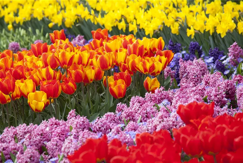 Bunter Frühling mit Blumenzwiebel und Co. – eine Übersicht