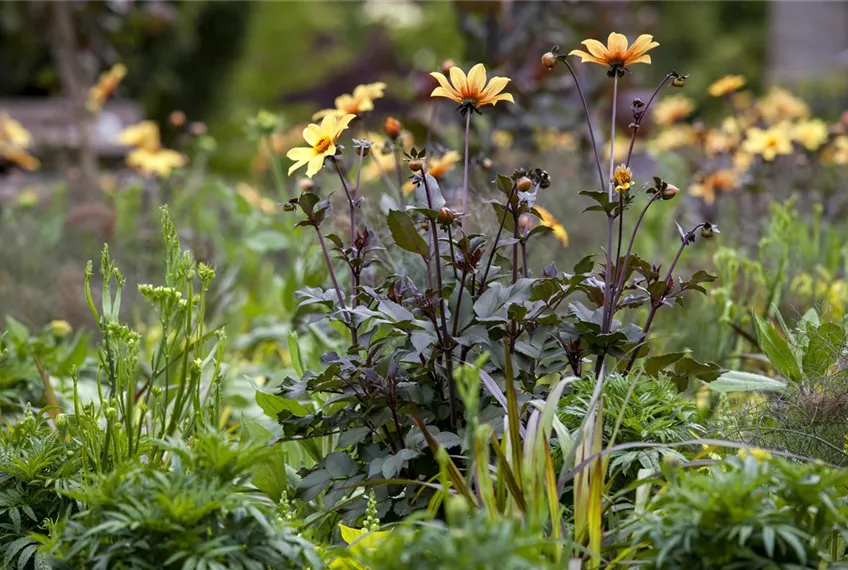 Der Boden im Blumenbeet: Vorbereitung und Pflege