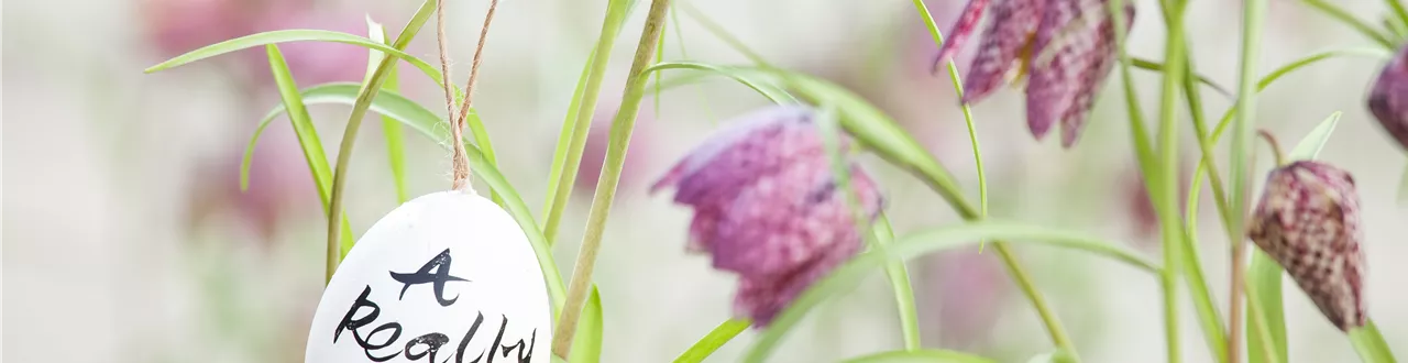 Der Garten für den Osterhasen – ein Frühlingsparadies!