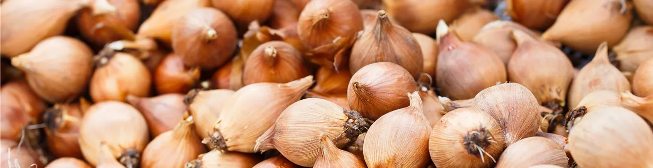 Blumenzwiebeln – kleine Zwiebeln mit großer Wirkung