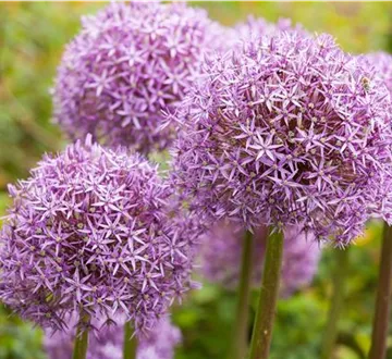 Allium – eleganter Zierlauch