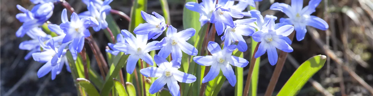 Blumenzwiebeln im Steingarten – So gelingt die Farbenpracht