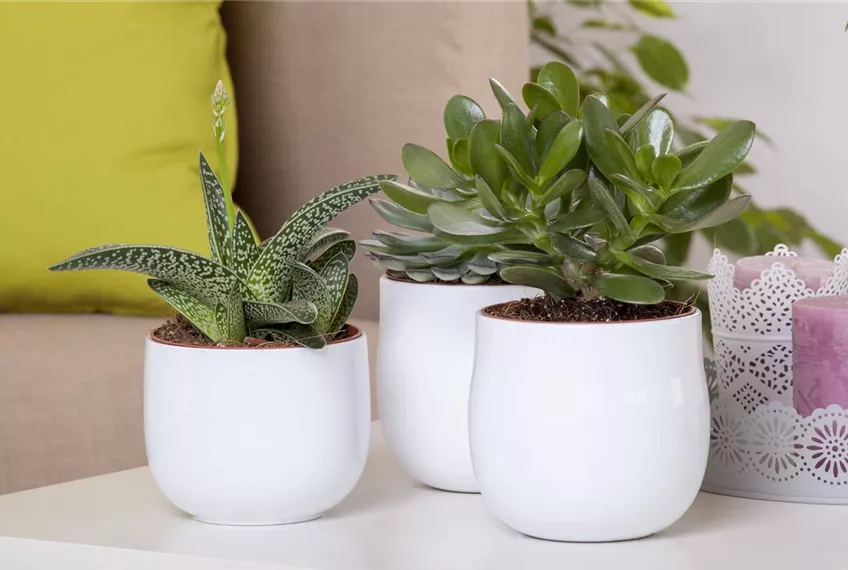 Aloe Vera - die Pflanze, die schön macht