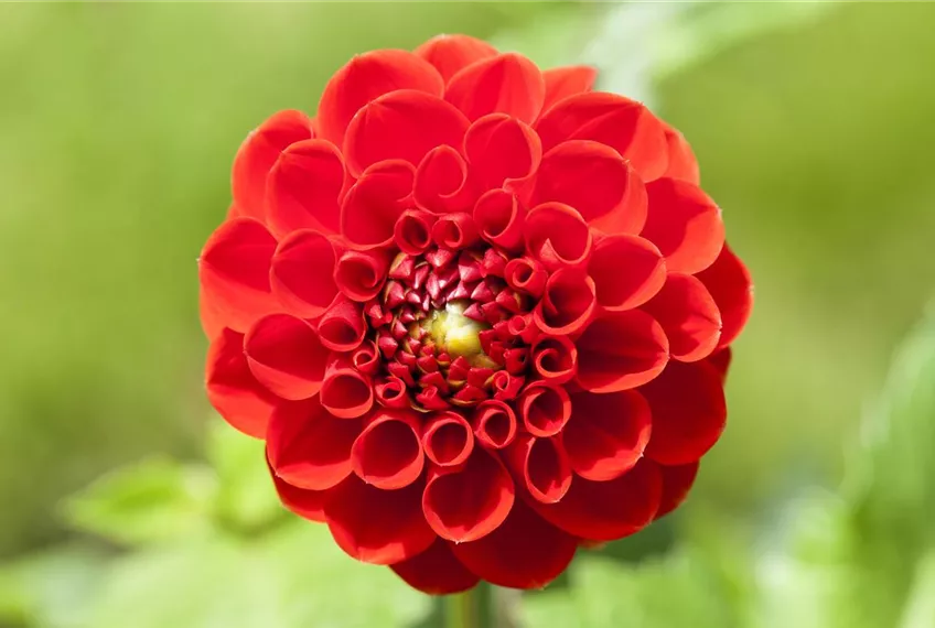 Dahlien – Blütenzauber im Sommer