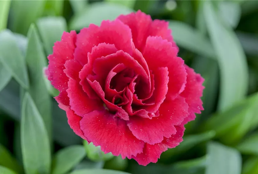 Der 1. Mai – was hat er mit Pflanzen und Blumen zu tun?
