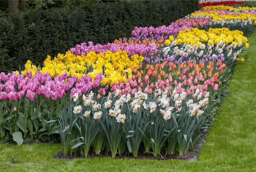 Das Blumenbeet pflegen: Gießen, düngen und schneiden
