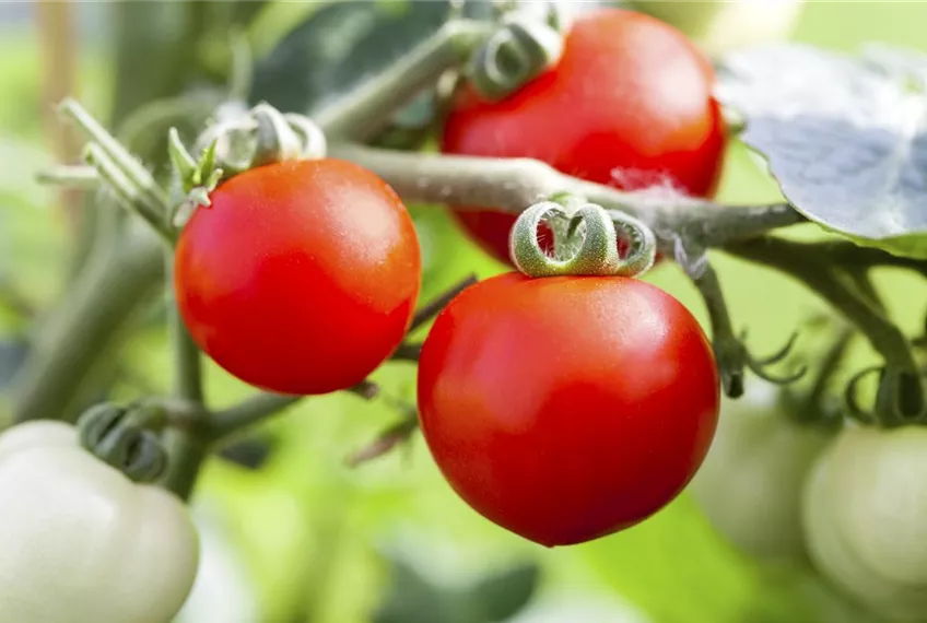 Alte Tomatensorten gibt es auch fürs Freiland