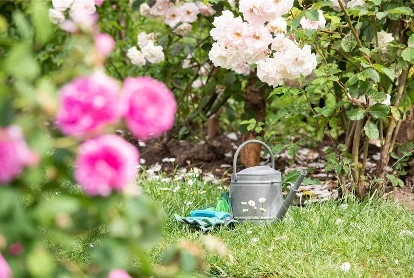 Bewässerungsanlagen im Garten – entspannt sitzen statt schwitzen