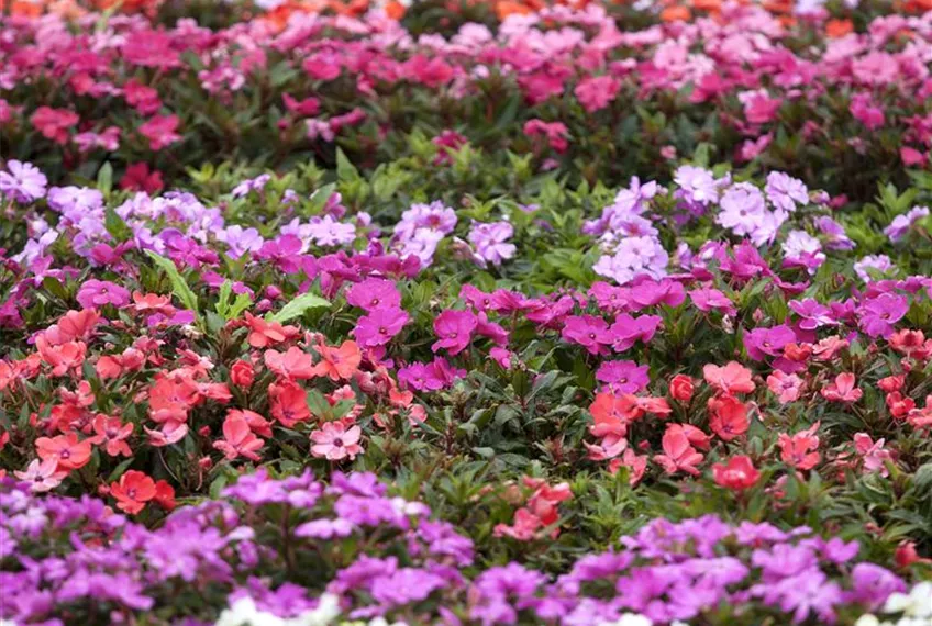 Begonien – tropische Blütenpracht in Haus und Garten