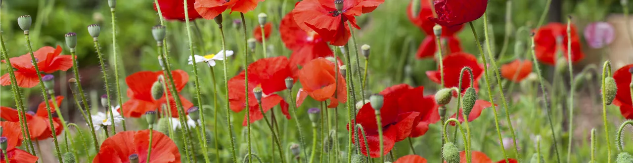 Der Klatschmohn – vom Acker in den Garten