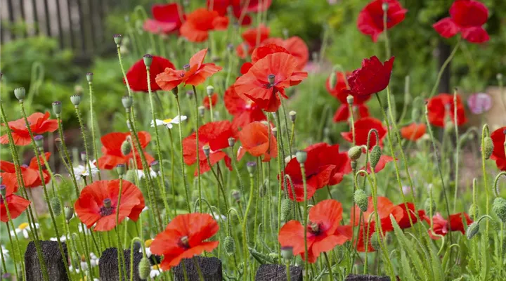 Der Klatschmohn – vom Acker in den Garten