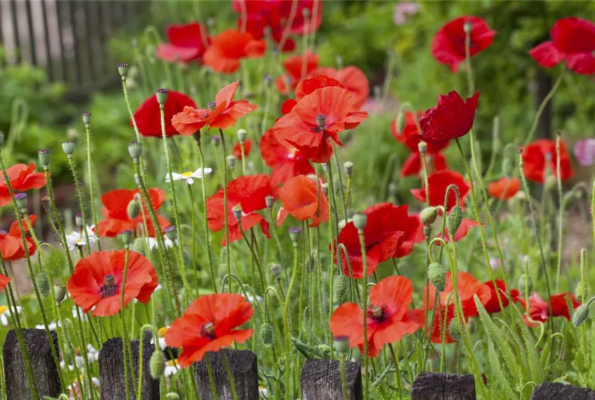 Der Klatschmohn – vom Acker in den Garten