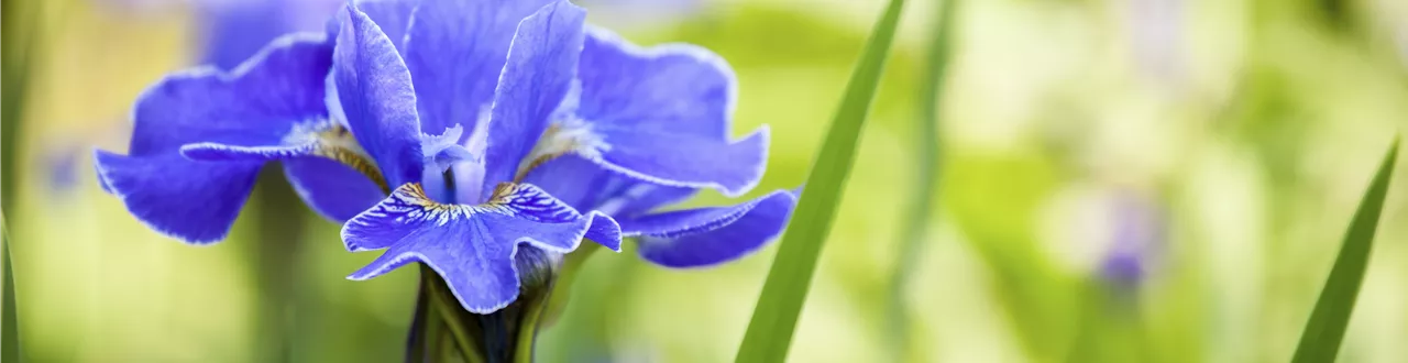 Die Iris – eine Pflanzen-Schönheit mit vielen Gesichtern