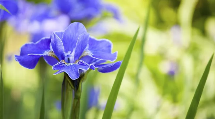 Die Iris – eine Pflanzen-Schönheit mit vielen Gesichtern