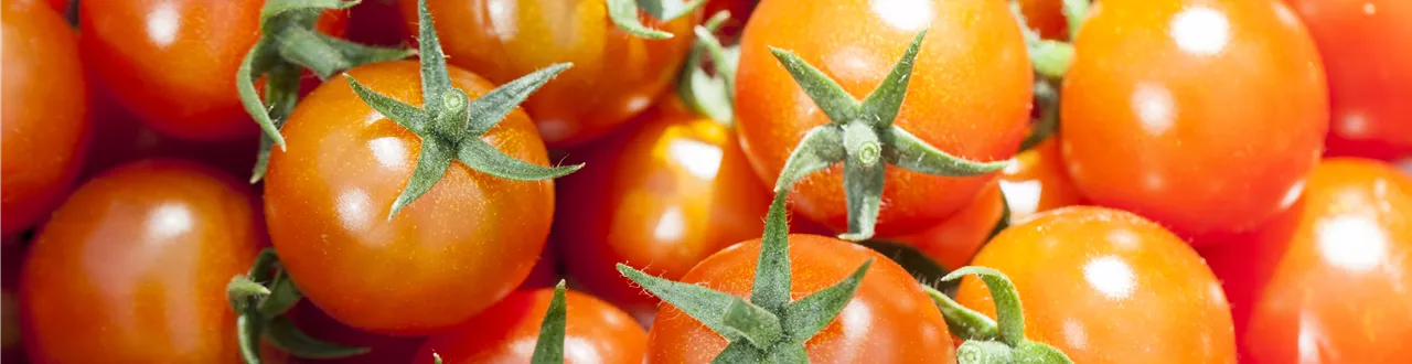 Die Tomate - Aroma, Schönheit und Genuss in eins