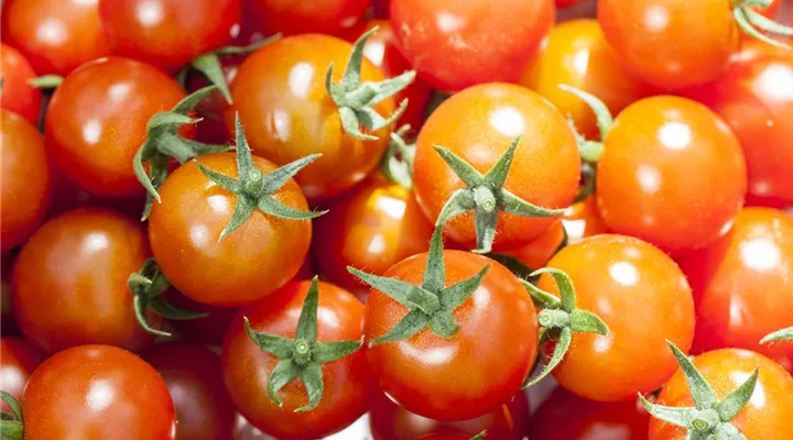 Die Tomate - Aroma, Schönheit und Genuss in eins