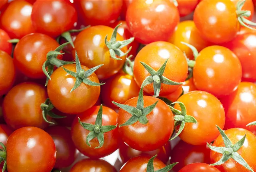 Die Tomate - Aroma, Schönheit und Genuss in eins
