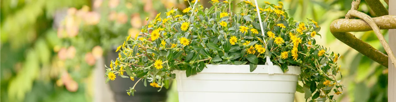Ein Husarenknopf für den sommerlichen Balkon 