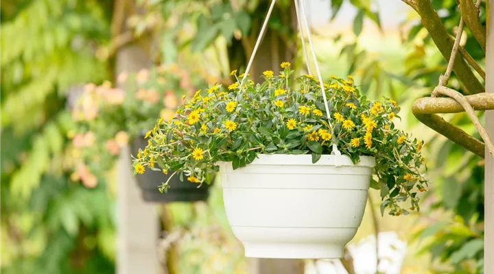 Ein Husarenknopf für den sommerlichen Balkon 