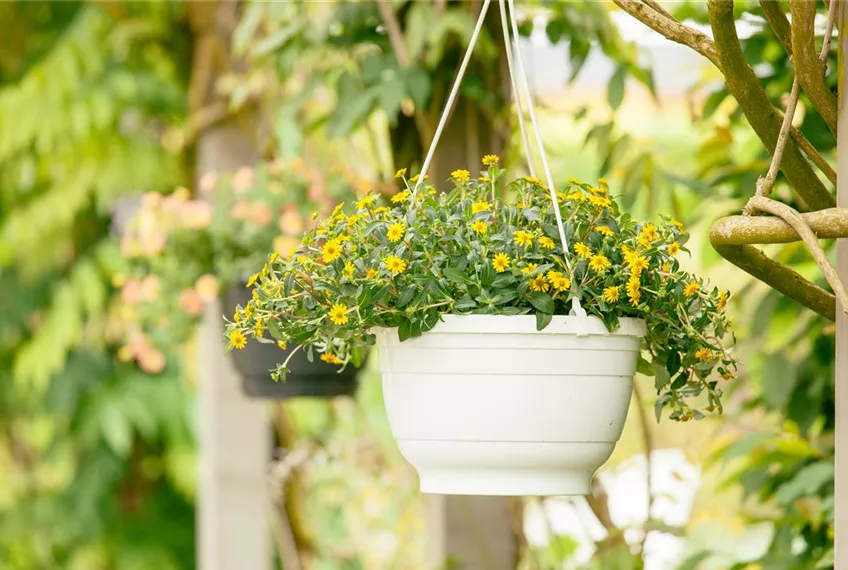 Ein Husarenknopf für den sommerlichen Balkon 