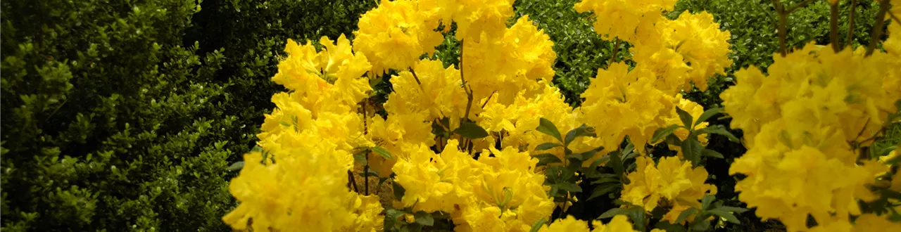 Die Sonne geht auf – Blumenbeet in Gelb und Orange