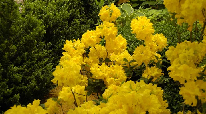 Die Sonne geht auf – Blumenbeet in Gelb und Orange
