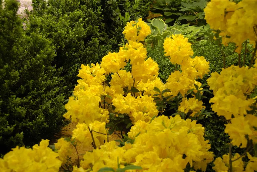 Die Sonne geht auf – Blumenbeet in Gelb und Orange