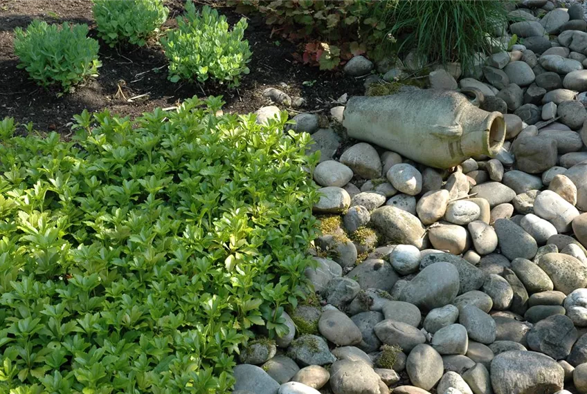 Auf dem Boden der Tatsachen – Bodendecker im Garten