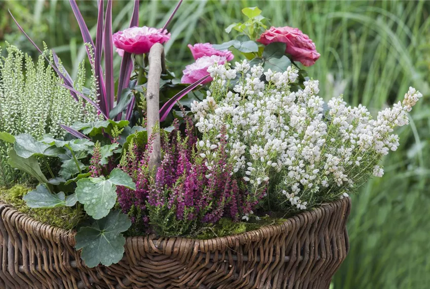 Blüten-Farben richtig kombinieren – eine Frage der Farbe
