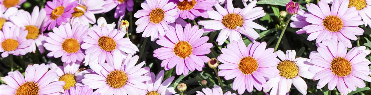 Das richtige Blumenbeet: eine Frage des Geschmacks