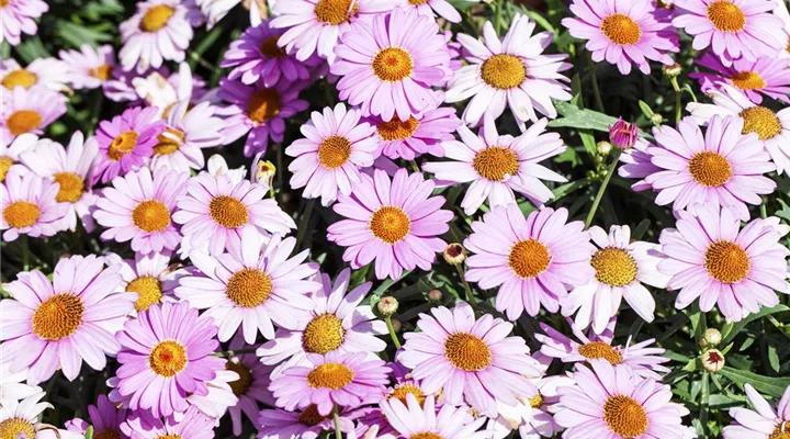 Das richtige Blumenbeet: eine Frage des Geschmacks