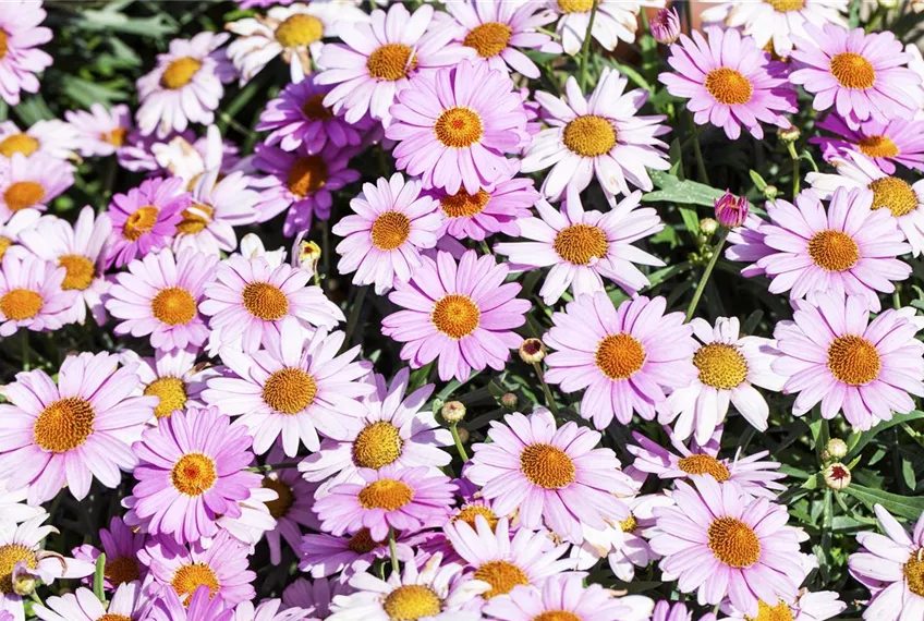 Das richtige Blumenbeet: eine Frage des Geschmacks