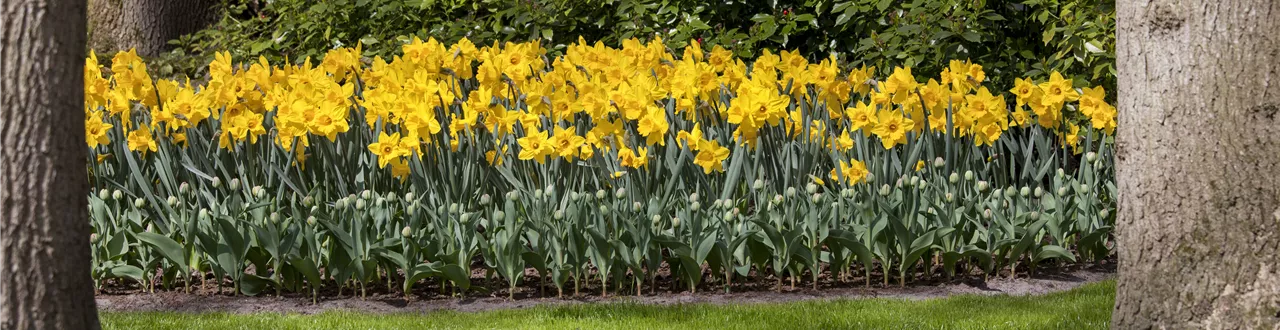 Das richtige Blumenbeet für den eigenen Garten