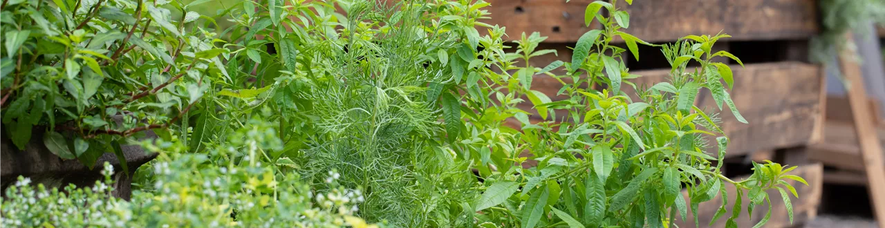 Der Kräutergarten im Mai